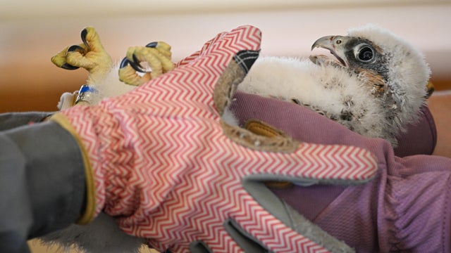 national-aviary-peregrine-falcon-juvenile-during-health-exam-photo-credit-mike-faix-1.jpg 