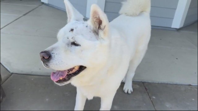 dog-survives-mountain-lion-attack.jpg 