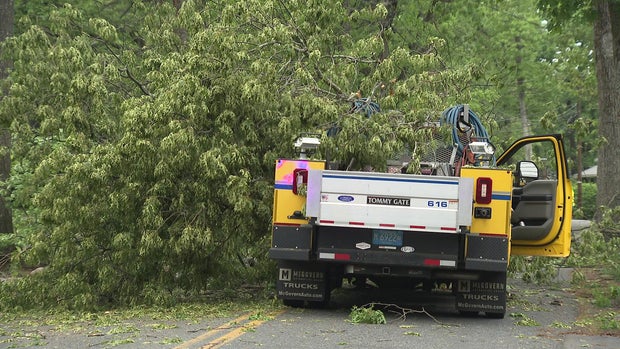 Framingham tree 