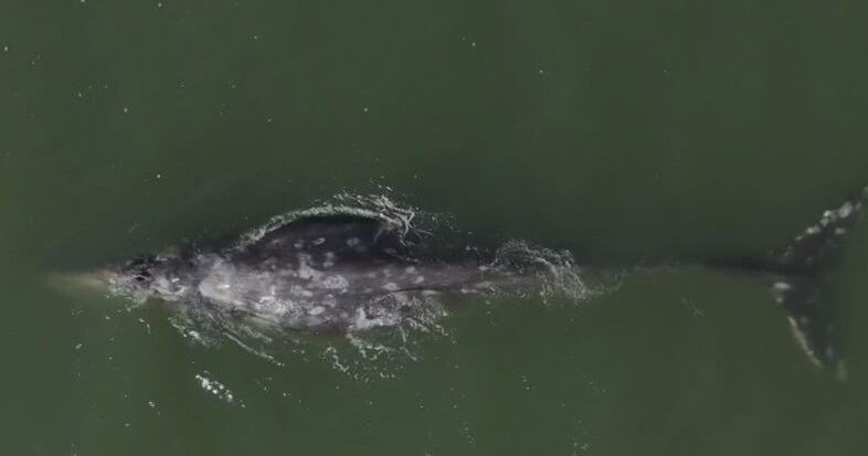 Whale heat signatures in San Francisco Bay being tracked to prevent ship collisions
