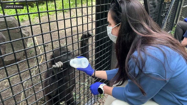 am-p-baby-gorilla-ktvtjdst.jpg 