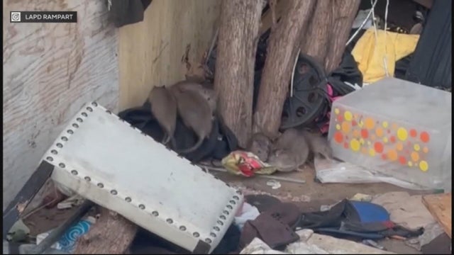 lapd-homeless-encampment-rats.jpg 