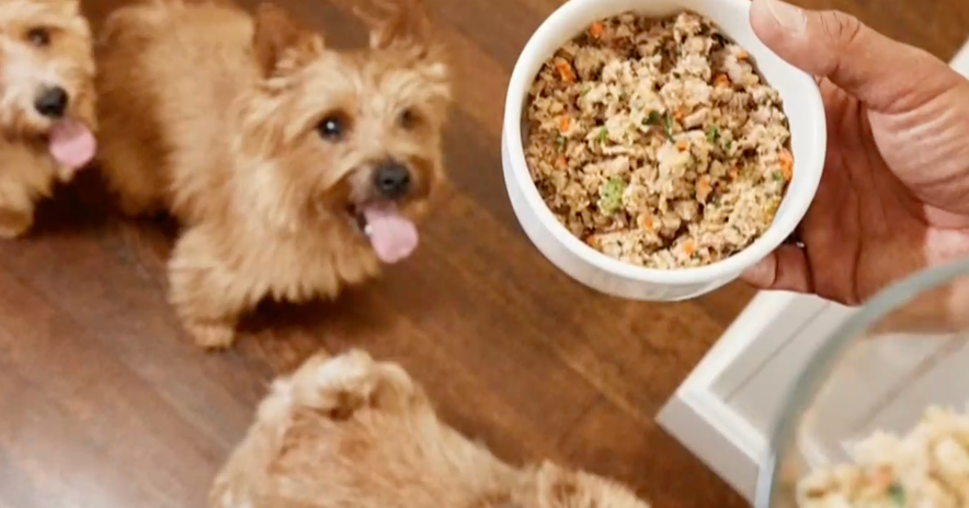 How supporting pet health can "return the favor" to dogs