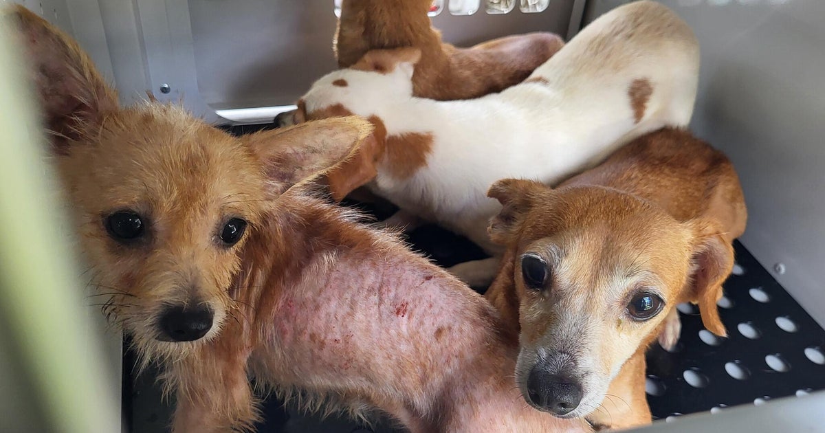 74 dogs rescued from Florida woman after living in filthy, neglectful conditions, deputies say
