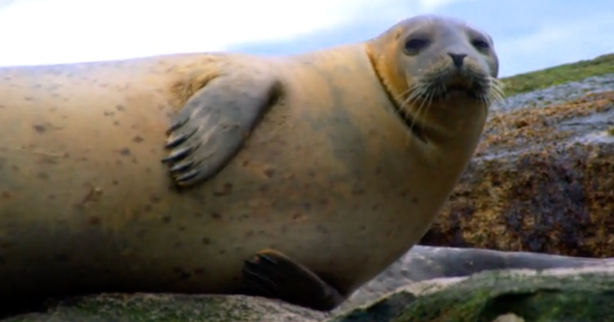 Nature: Seals in Maine