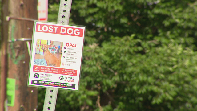opal-lost-dog-denver-daycare.png 