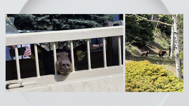 porch-bear-rescue-1.png