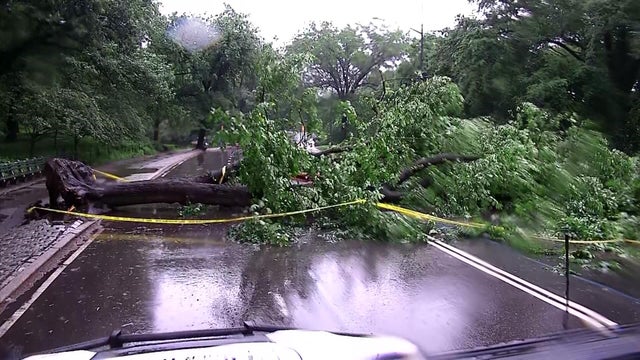 Tree across bike lanes 