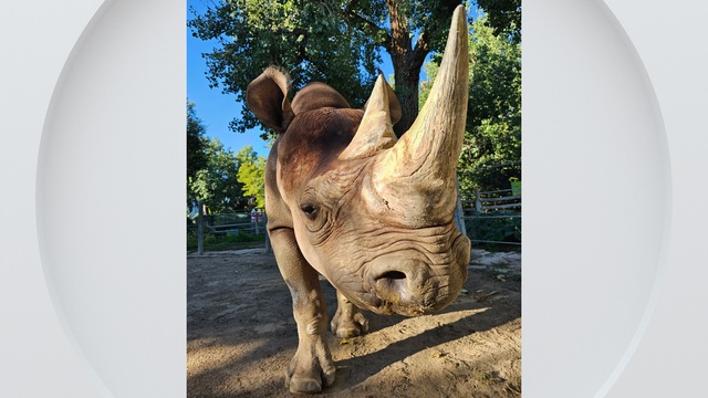 denver-zoo-rudy-black-rhino.png 
