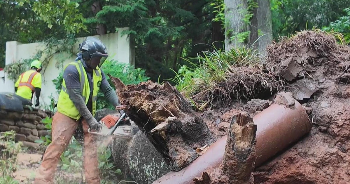 Tree removal crews scramble as heavy rains uproot yards across North ...