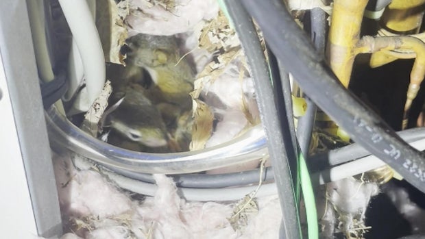 Squirrel nest HVAC