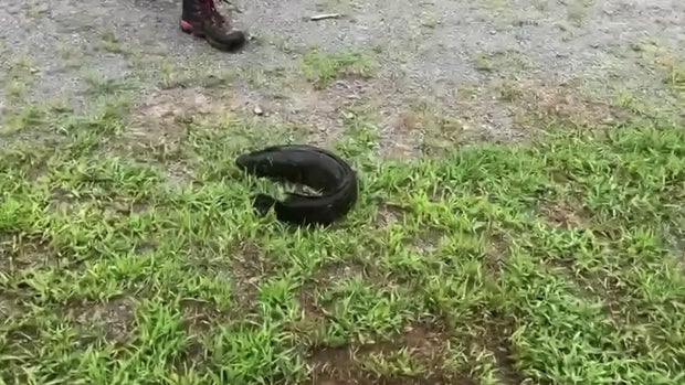 Northern snakehead fish on land