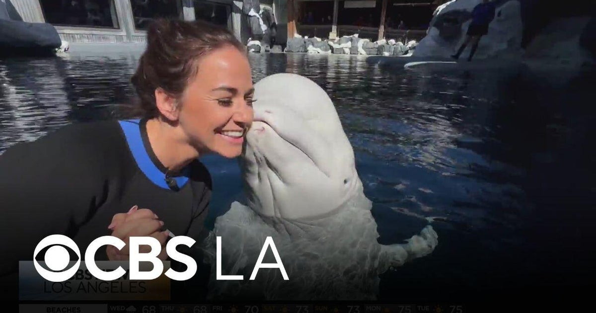 Behind the scenes at Sea World | Let’s Go Places - CBS Los Angeles