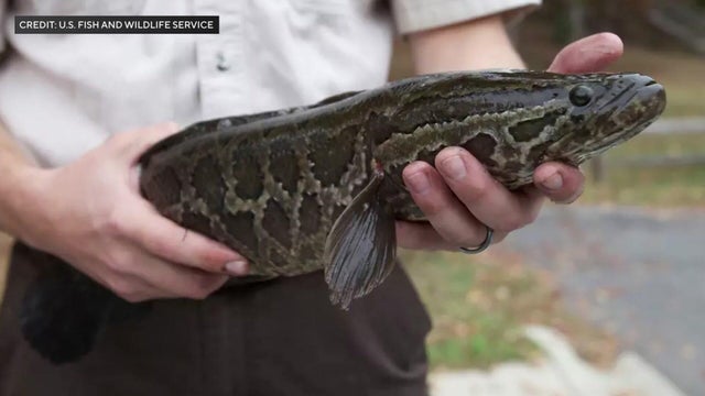 northern snakehead fish 