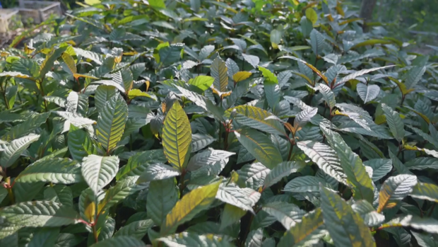 kratom-leaves.png
