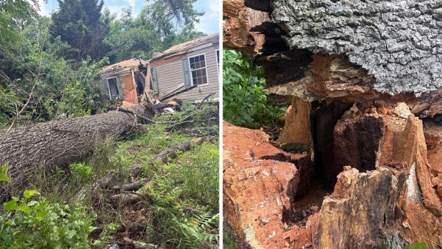 Fallen Tree in Pasadena, Maryland 