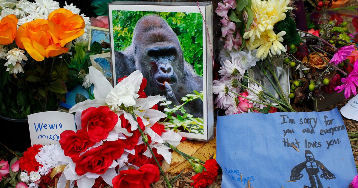 From the archives: Killing of Harambe the gorilla sparks backlash in 2016