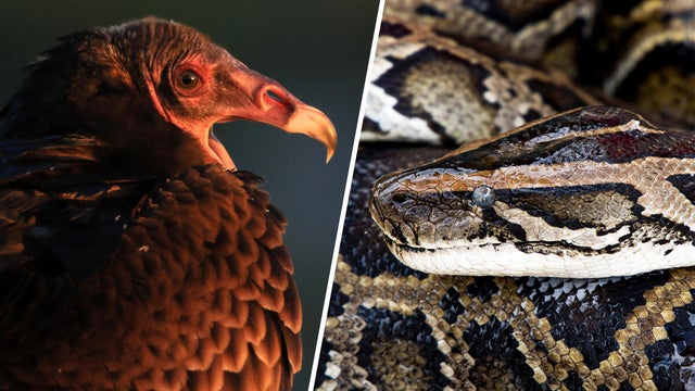cbsmiami-vulture-python-main-1.jpg 