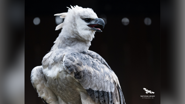 kdka-harpy-eagle.png 