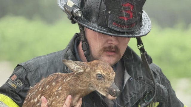baby-deer-slider.jpg 