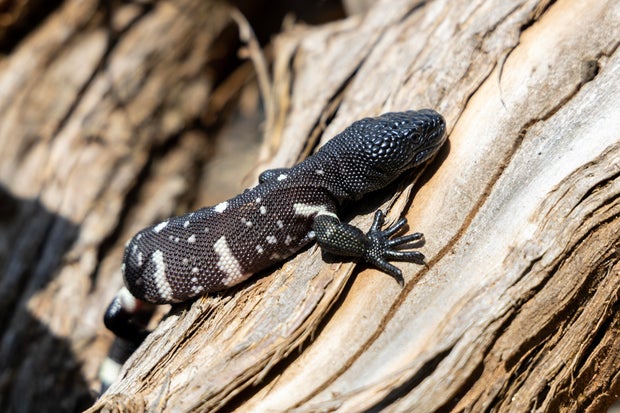 guatemalanbeadedlizard-hatchlings-2026-za-de1b5878.jpg 