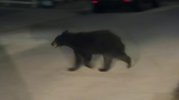 Black bear Worcester