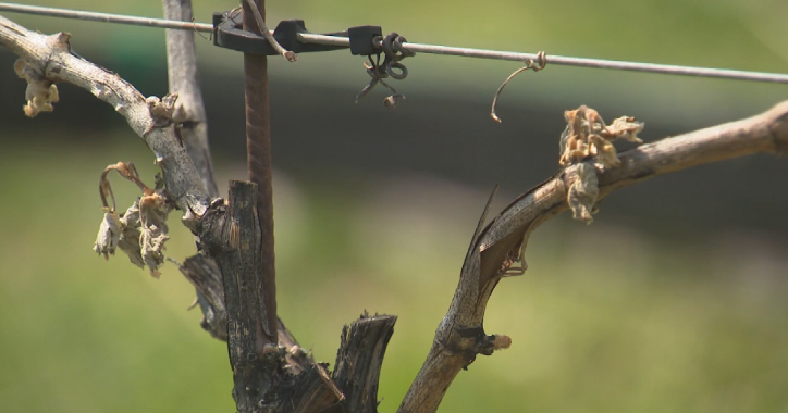 cbsnews.com - CBS Baltimore  Staff - Governor Moore issues directive addressing agricultural crisis in Maryland
