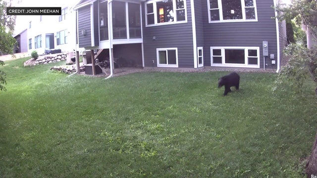 530p-pkg-black-bears-in-the-metro-wccoakec-1.jpg 