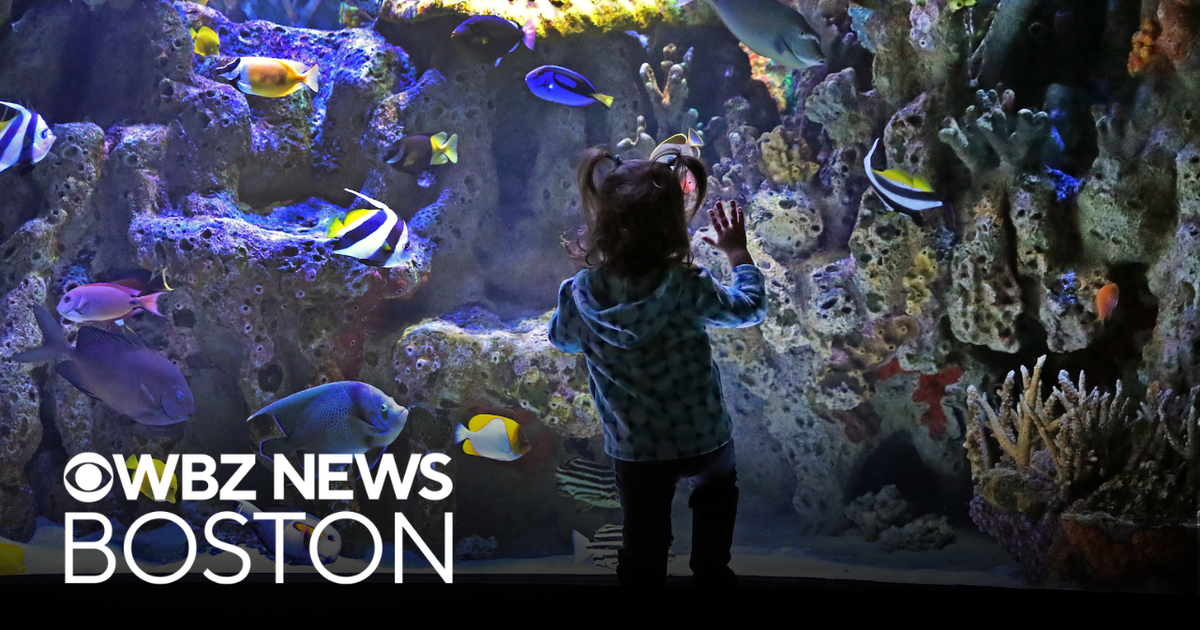 Free events planned for World Ocean Day at New England Aquarium