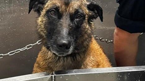 police-dog-vs-skunk-2-cropped-longmont-police-k9-association-on-fb.jpg 