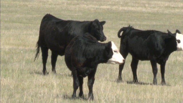 livestock.jpg 