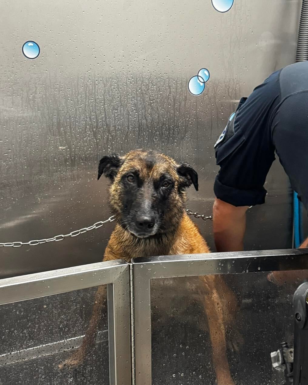 Colorado police dog smelled 