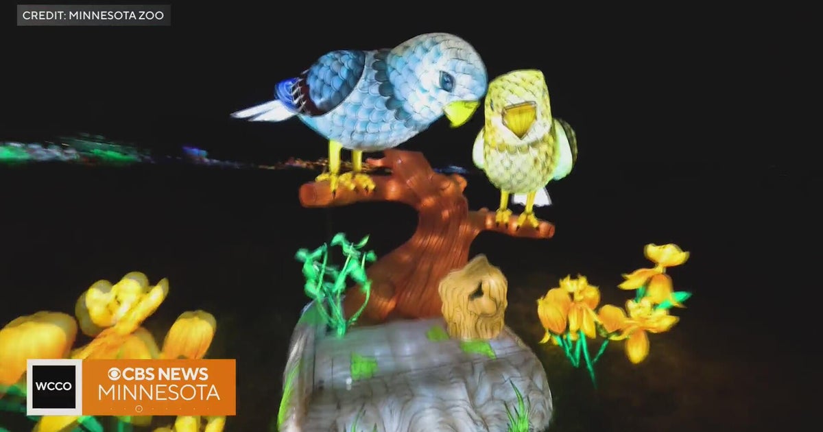Minnesota Zoo launches luminous Wanderlight Trail - CBS Minnesota