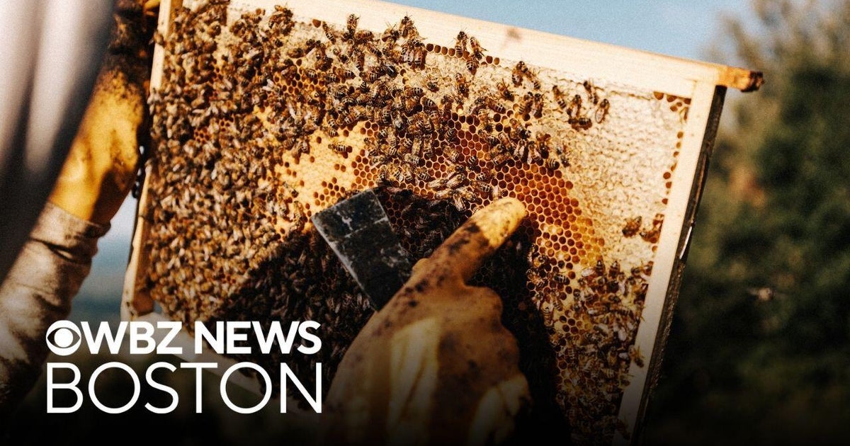 Boston school has its own beekeeping program for students