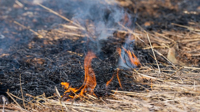 Close-up of dying flames on charred forest soil, the aftermath of a wildfire 