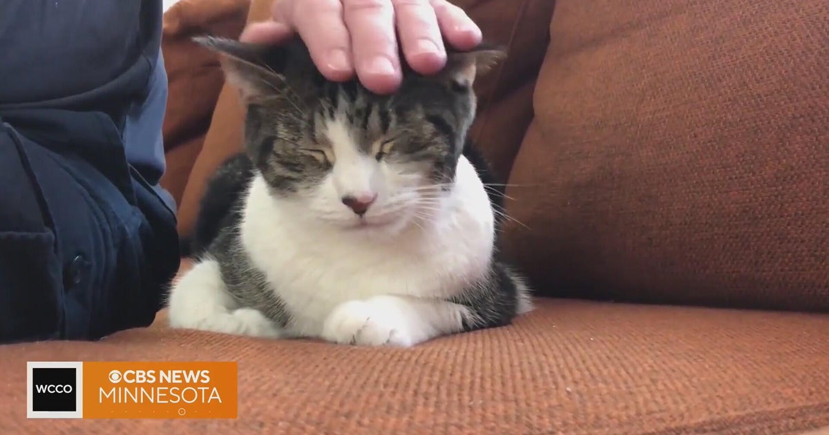 Pediatrician shares advice on bringing a new pet into your home