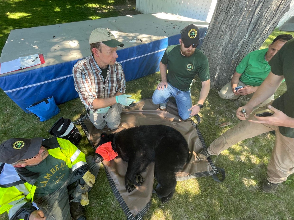 Bear found in Mt. Pleasant relocated by wildlife officials, police said ...