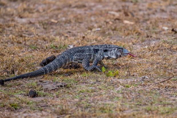 An Argentine black and white tegu near the Piuval Lodge in 