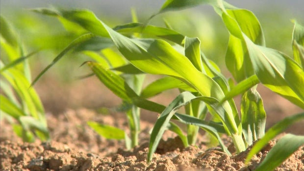 crops.jpg 