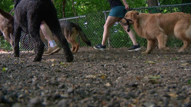 10p-pkg-dog-park-controversy-wccoalcn-00-01-2304.jpg 