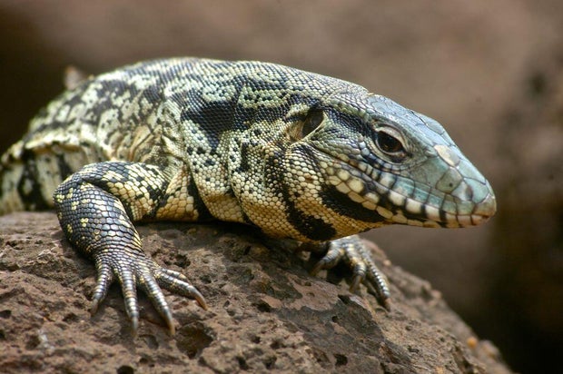 Black-and-white Tegu lizard 