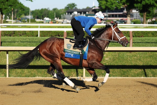 Commandment runs during a morning workout prior to the Belmont Stakes at Saratoga Race Course on June 4, 2026, in Saratoga Springs, New York. 