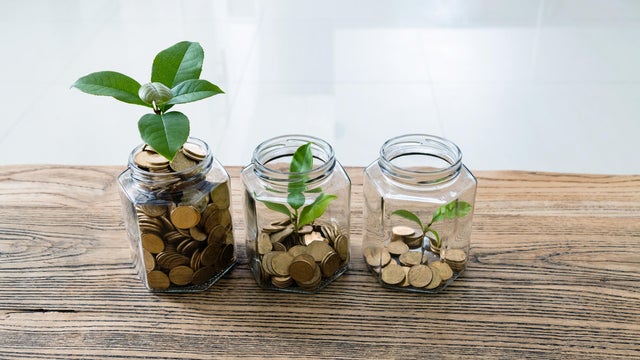 Green plants growing from the glass jars 