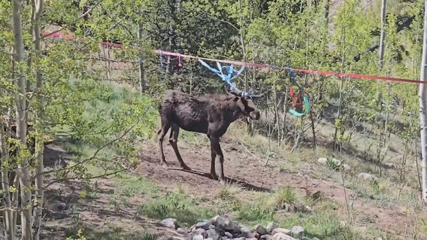 moose-encounter-10vo-frame-0.jpg 