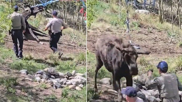 moose-encounter-10vo-frame-746.jpg 