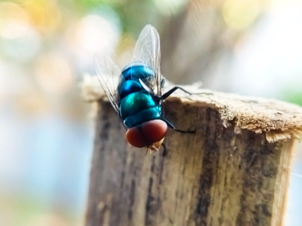Cochliomyia hominivorax, the New World screw worm fly, or screw-worm for short, is a species of parasitic f