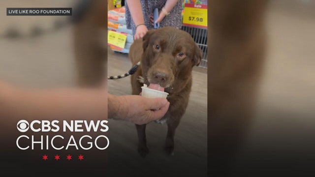 dog-ice-cream-social-yt.jpg 