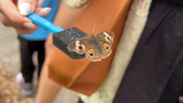 butterflyfestival3.png 