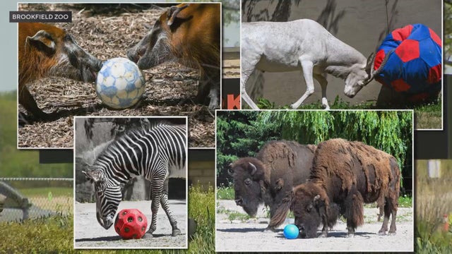 brookfield-zoo-world-cup-fever.jpg 