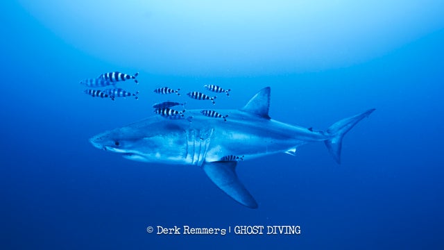 whiteshark-dr-4-derk-remmers.jpg 